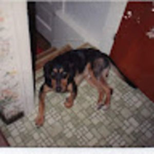 Meet your Posher, Justin